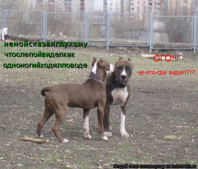 Котоматрица: немойсказалглухому чтослепойвиделкак одноногийходилповоде ОГО!!! че-кто-где видел?!?