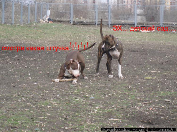 Котоматрица: смотри какая штучка ЭХ... детский сад.... !  !  !  ! !  !  !
