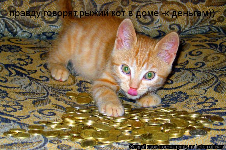 правду говорят.рыжий кот в доме -к деньгам))... Котоматрица: правду говорят.рыжий кот в доме -к деньгам))