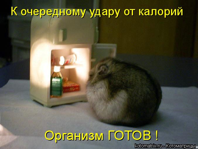 Котоматрица: К очередному удару от калорий  Организм ГОТОВ !