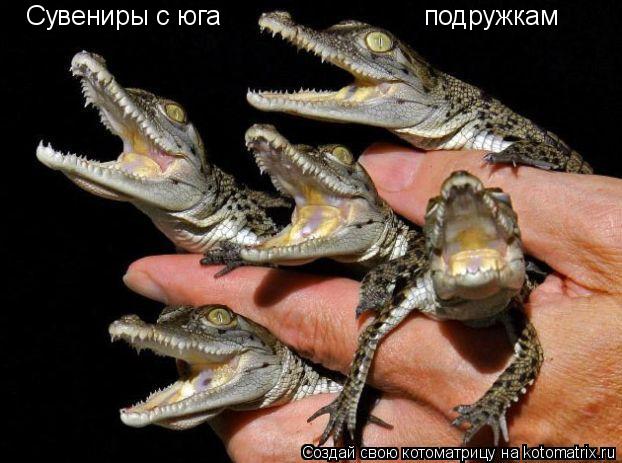 Котоматрица: Сувениры с юга  подружкам