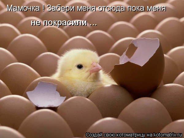 Котоматрица: Мамочка ! Забери меня отсюда пока меня не покрасили ...