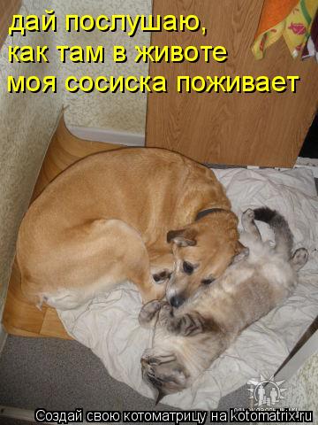 Котоматрица: дай послушаю, как там в животе моя сосиска поживает