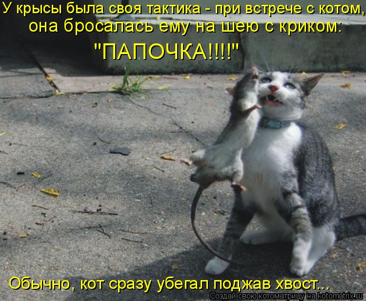 У крысы была своя тактика - при встрече с котом, она бросалась ему на шею с криком: "ПАПОЧКА!!!!" О... Котоматрица: У крысы была своя тактика - при встрече с котом, она бросалась ему на шею с криком: "ПАПОЧКА!!!!" Обычно, кот сразу убегал поджав хвост...