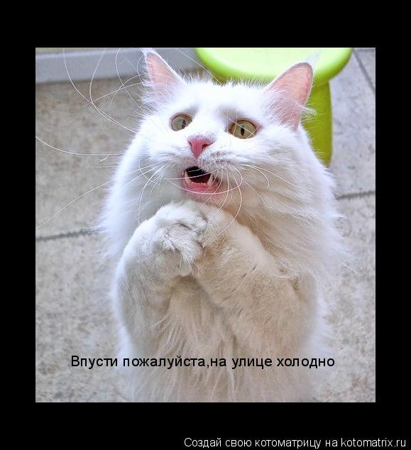 Котоматрица: Впусти пожалуйста,на улице холодно