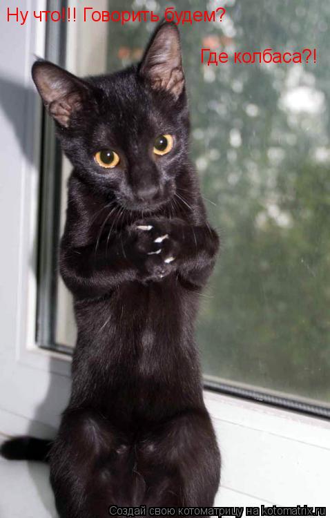 Котоматрица: Ну что!!! Говорить будем? Где колбаса?!