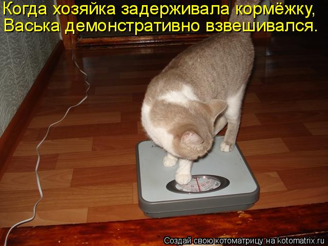Когда хозяйка задерживала кормёжку, Васька демонстративно взвешивался.... Котоматрица: Когда хозяйка задерживала кормёжку, Васька демонстративно взвешивался.
