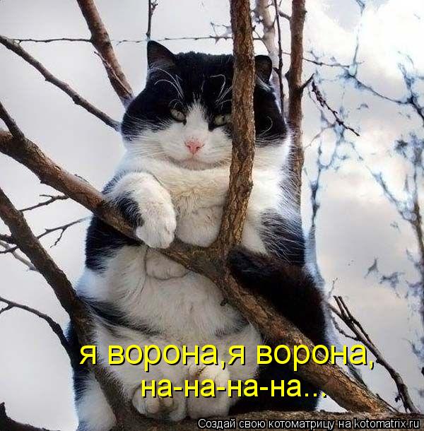 Котоматрица: я ворона,я ворона, на-на-на-на...