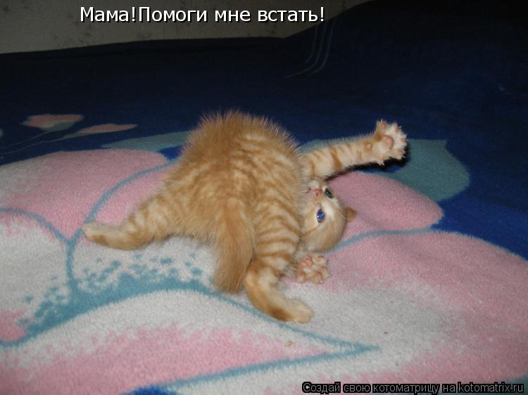 Котоматрица: Мама!Помоги мне встать!
