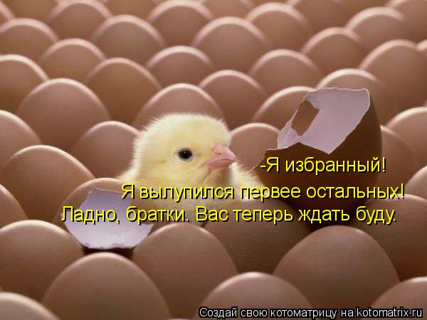 Котоматрица: -Я избранный! Я вылупился первее остальных! Ладно, братки. Вас теперь ждать буду.