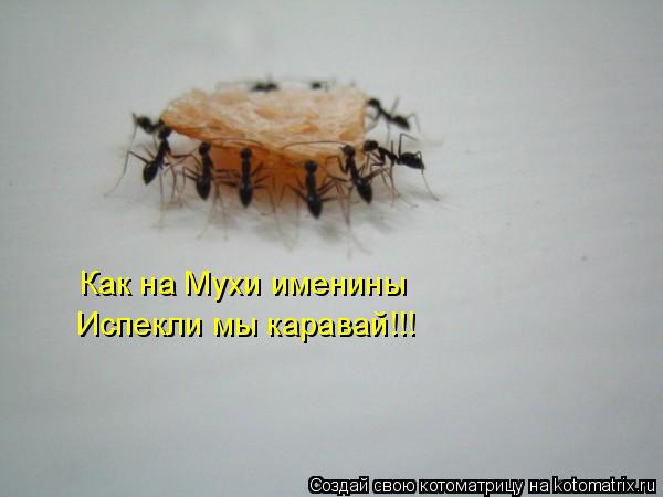 Котоматрица: Как на Мухи именины Испекли мы каравай!!!