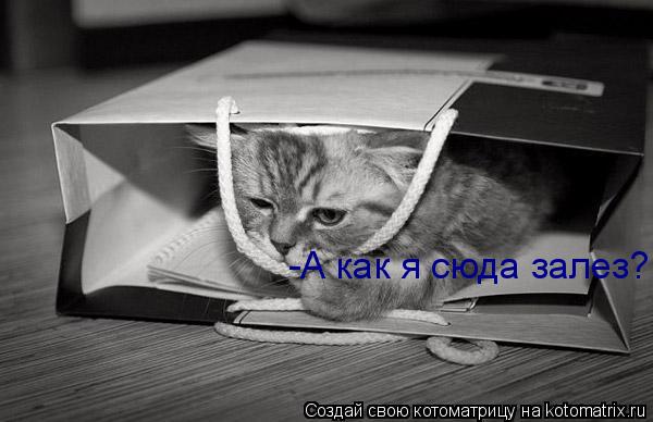 Котоматрица: -А как я сюда залез?