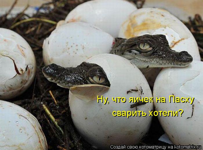 Котоматрица: Ну, что яичек на Пасху сварить хотели?