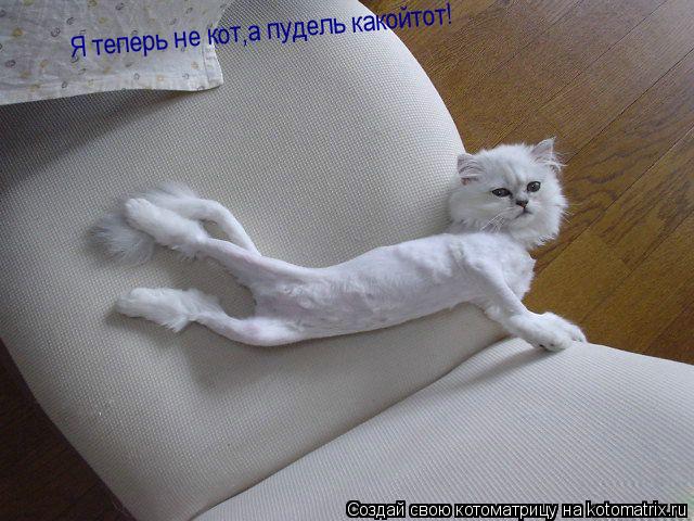 Котоматрица: Я теперь не кот,а пудель какойтот!