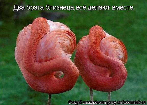 Котоматрица: Два брата близнеца,всё делают вместе.