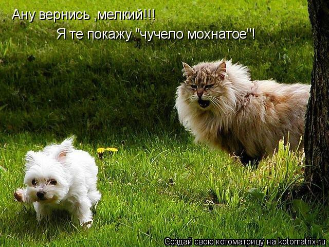 Ану вернись ,мелкий!!! Я те покажу "чучело мохнатое"!... Котоматрица: Ану вернись ,мелкий!!! Я те покажу "чучело мохнатое"!