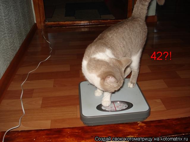 Котоматрица: 42?!