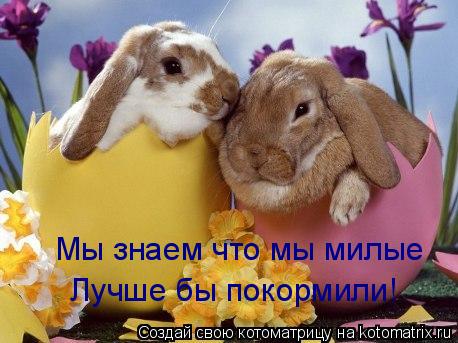 Котоматрица: Лучше бы покормили! Мы знаем что мы милые