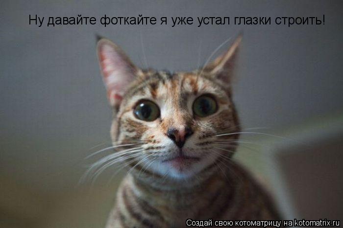 Котоматрица: Ну давайте фоткайте я уже устал глазки строить!