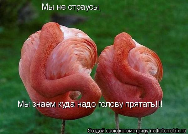 Котоматрица: Мы не страусы, Мы знаем куда надо голову прятать!!!