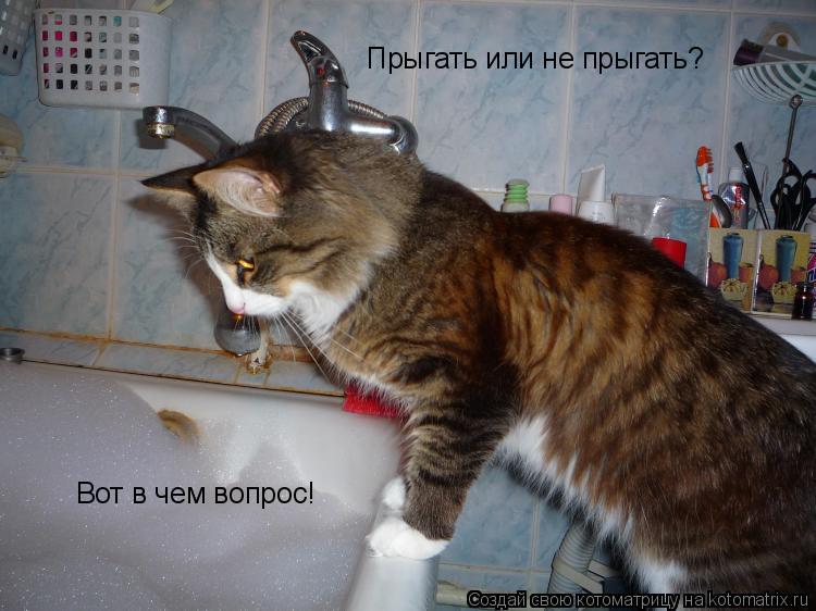Котоматрица: Прыгать или не прыгать? Вот в чем вопрос!