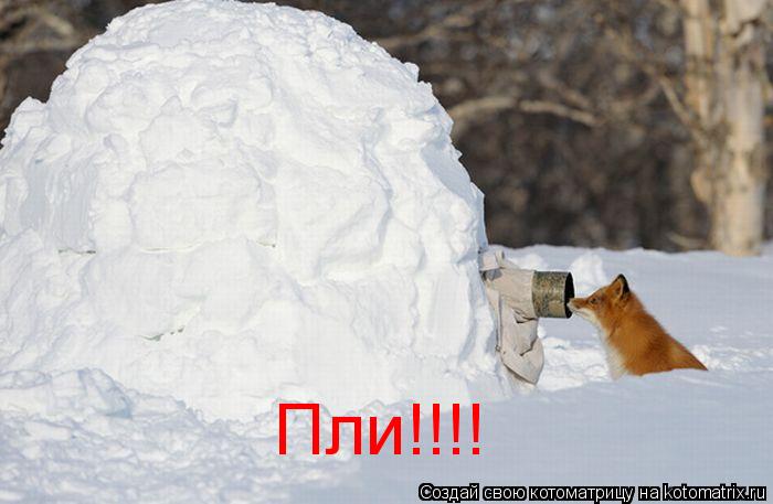 Котоматрица: Пли!!!!
