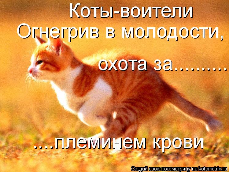 Котоматрица: Коты-воители Огнегрив в молодости, охота за..............племинем крови охота за..............племинем крови ....племинем крови