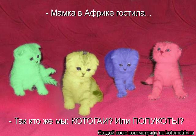 Котоматрица: - Мамка в Африке гостила... - Так кто же мы: КОТОГАИ? Или ПОПУКОТЫ?