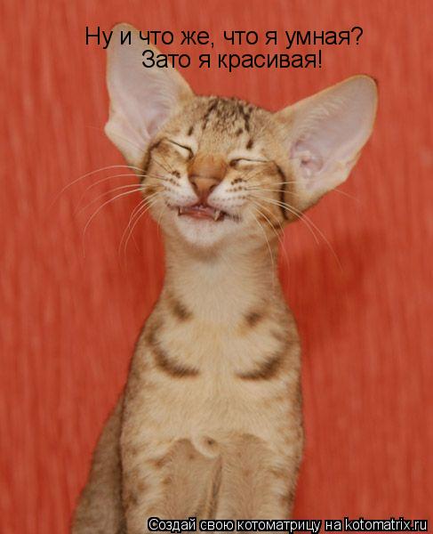 Котоматрица: Ну и что же, что я умная? Зато я красивая!