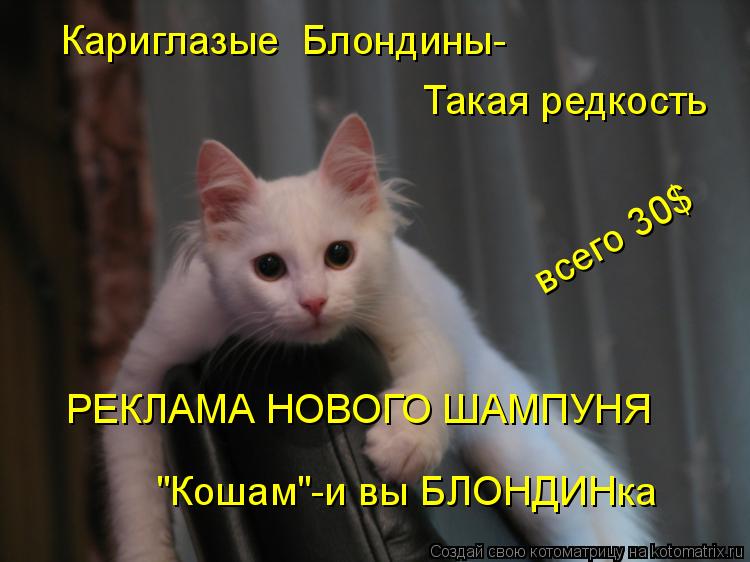 Котоматрица: Кариглазые  Блондины- Такая редкость РЕКЛАМА НОВОГО ШАМПУНЯ "Кошам"-и вы БЛОНДИНка всего 30$