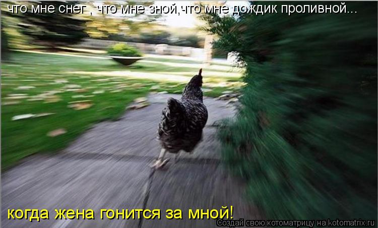 что мне снег , что мне зной,что мне дождик проливной... когда жена гонится за мной!... Котоматрица: что мне снег , что мне зной,что мне дождик проливной... когда жена гонится за мной!