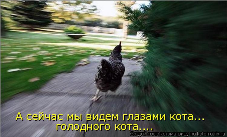 Котоматрица: А сейчас мы видем глазами кота... голодного кота....