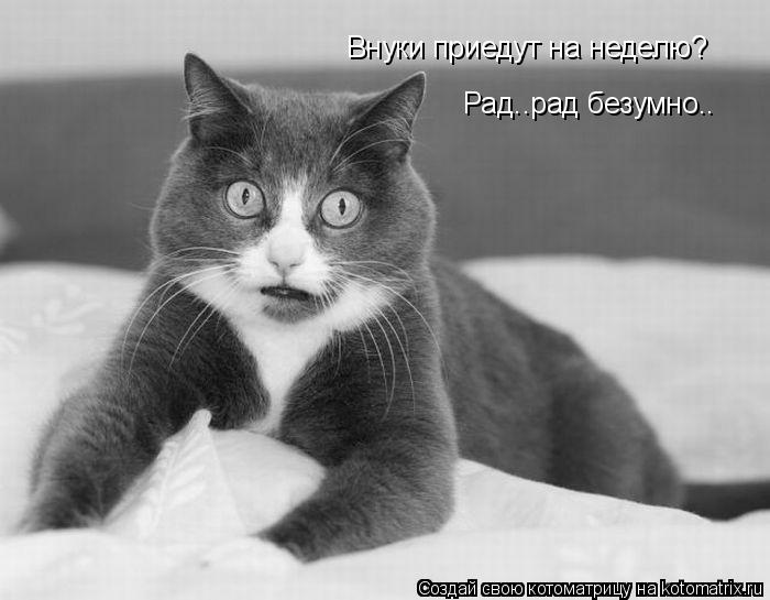 Котоматрица: Внуки приедут на неделю? Рад..рад безумно..