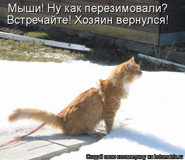 Котоматрица: Мыши! Ну как перезимовали? Встречайте! Хозяин вернулся!