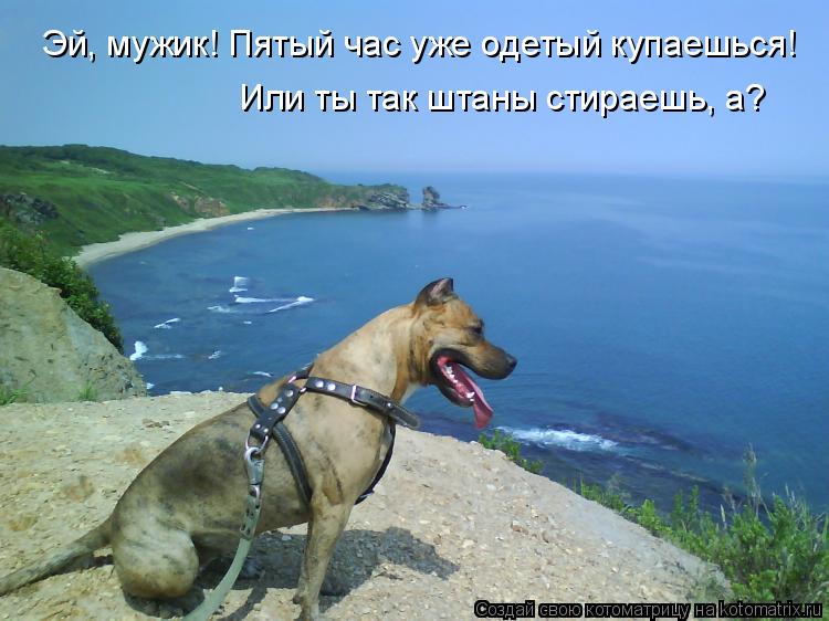 Котоматрица: Эй, мужик! Пятый час уже одетый купаешься! Или ты так штаны стираешь, а?