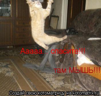 Ааааа... спасите!!! там МЫШЬ!!!... Котоматрица: Ааааа... спасите!!! там МЫШЬ!!!