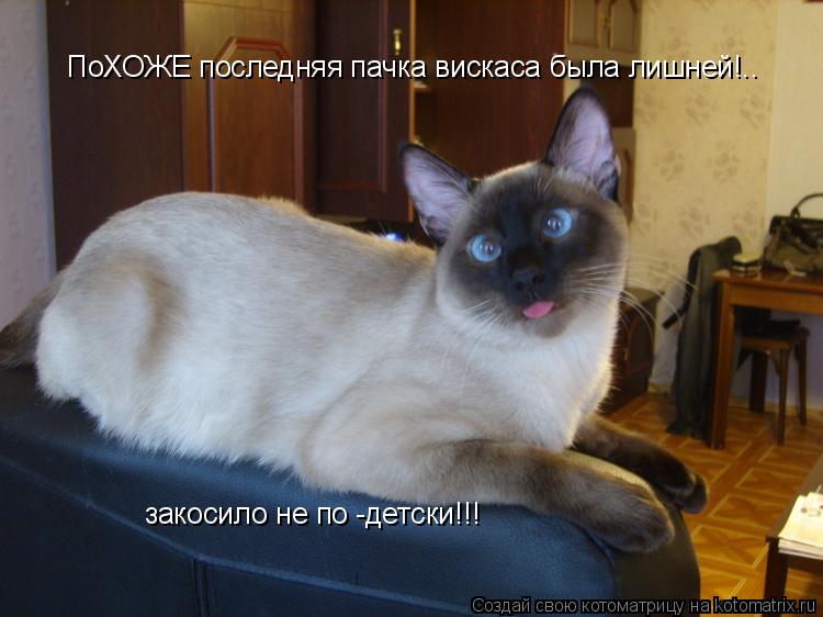 ПоХОЖЕ последняя пачка вискаса была лишней!.. закосило не по -детски!!!... Котоматрица: ПоХОЖЕ последняя пачка вискаса была лишней!.. закосило не по -детски!!!