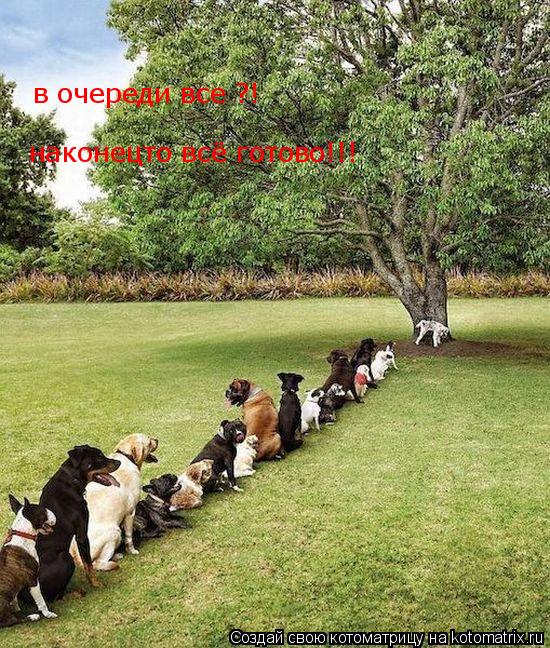 Котоматрица: в очереди все ?! наконецто всё готово!!!