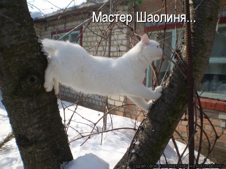 Мастер Шаолиня...... Котоматрица: Мастер Шаолиня...