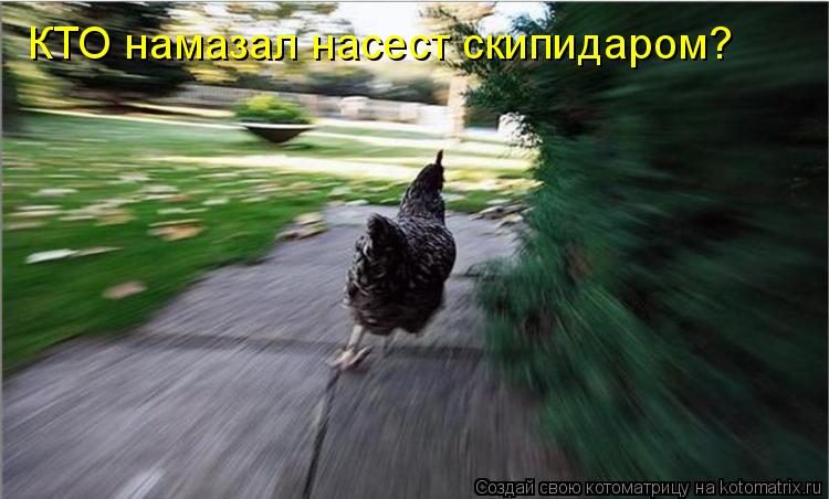 Котоматрица: КТО намазал насест скипидаром?