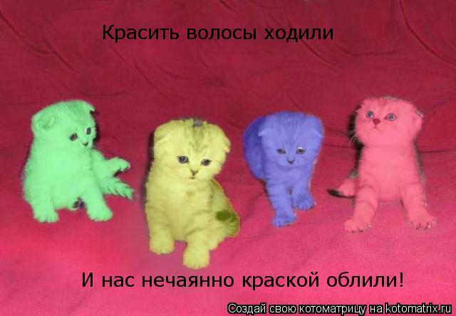 Котоматрица: Красить волосы ходили И нас нечаянно краской облили!