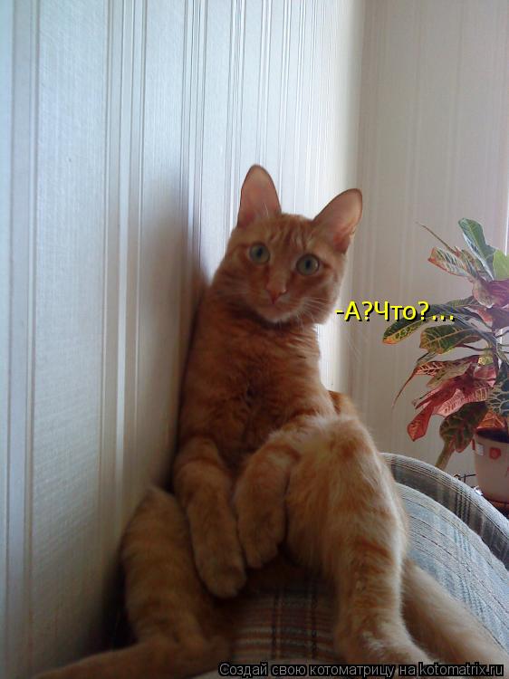 Котоматрица: -А?Что?...