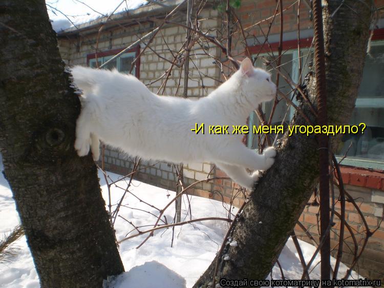 Котоматрица: -И как же меня угораздило?