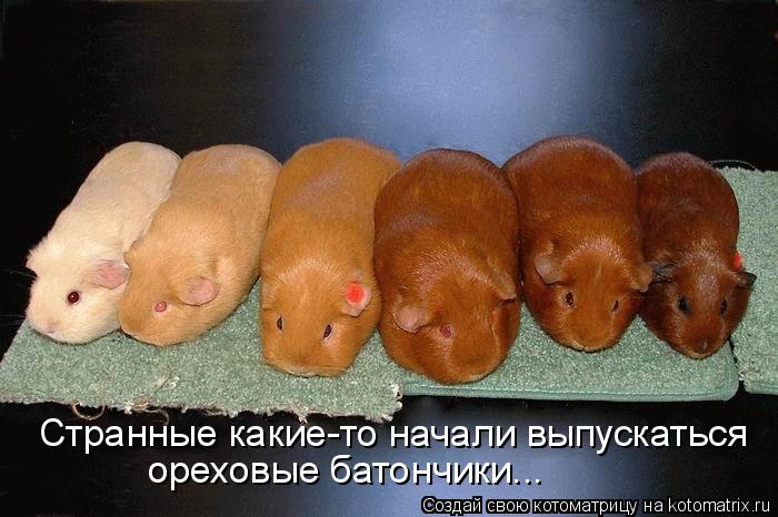 Котоматрица: Странные какие-то начали выпускаться ореховые батончики...