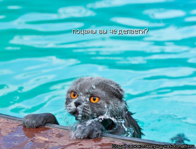 поцаны вы чё делаети?... Котоматрица: поцаны вы чё делаети?
