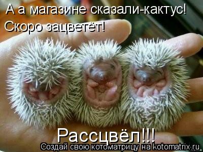 Котоматрица: А а магазине сказали-кактус!Скоро зацветёт!  А а магазине сказали-кактус! Скоро зацветёт! Рассцвёл!!!