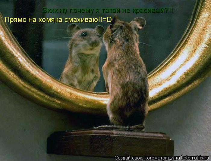 Котоматрица: Эххх ну почему я такой не красивый?!! Прямо на хомяка смахиваю!!=D