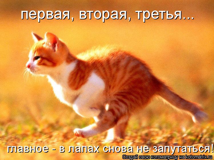 Котоматрица: первая, вторая, третья... главное - в лапах снова не запутаться!