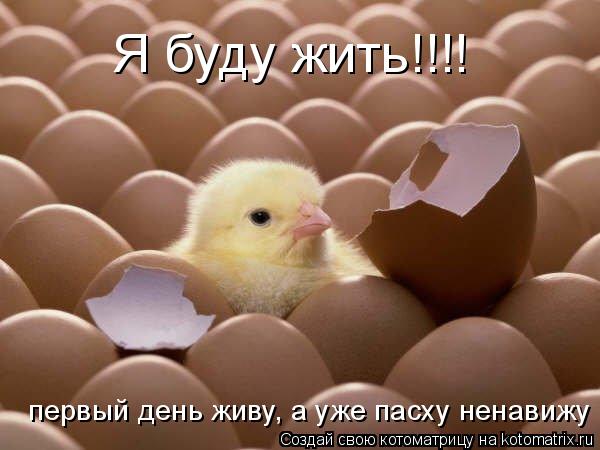 Котоматрица: Я буду жить!!!! первый день живу, а уже пасху ненавижу