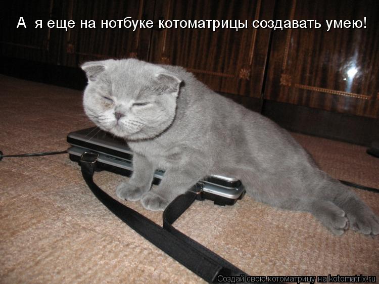 Котоматрица: А  я еще на нотбуке котоматрицы создавать умею!